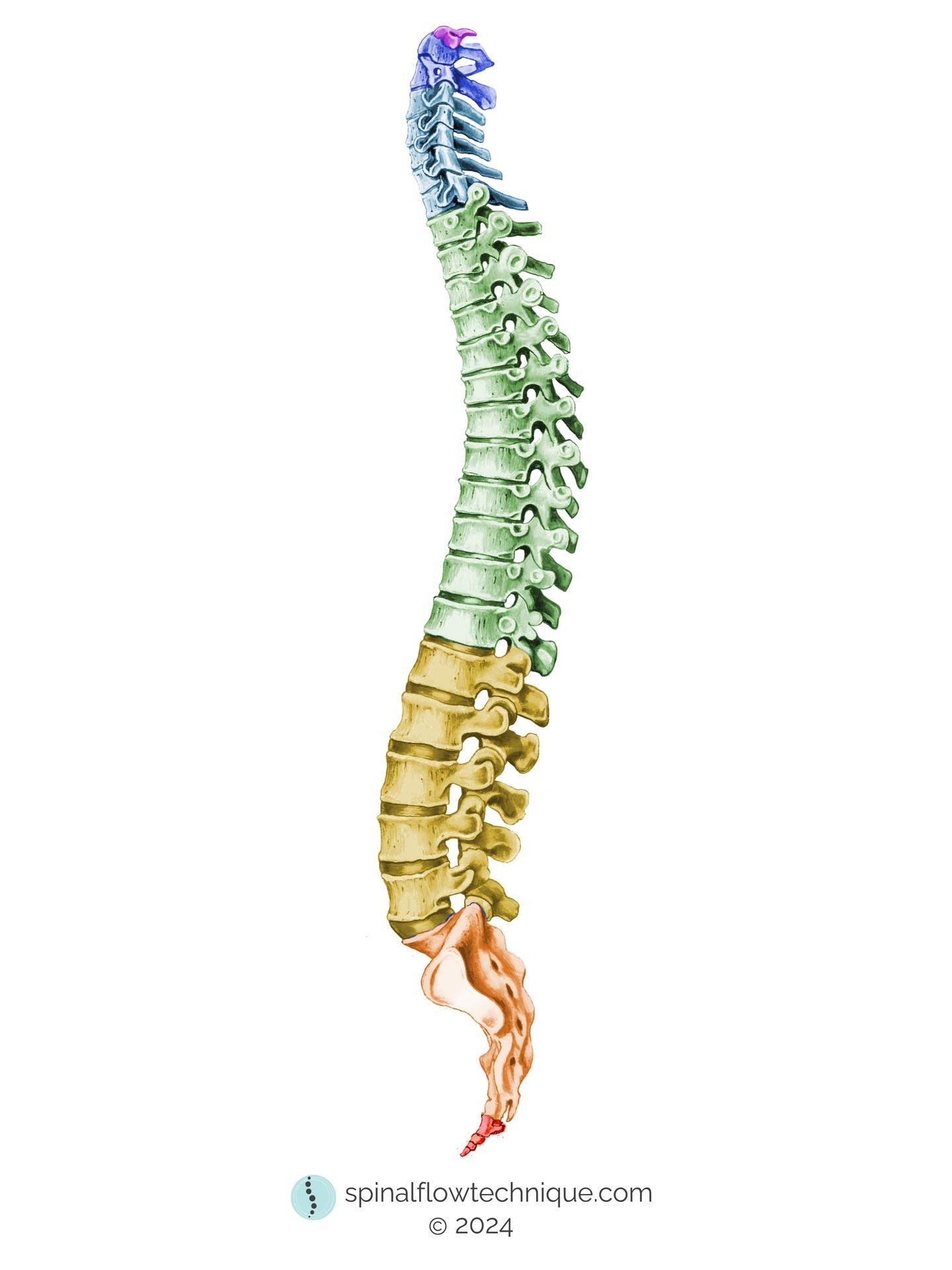 spine spinal flow